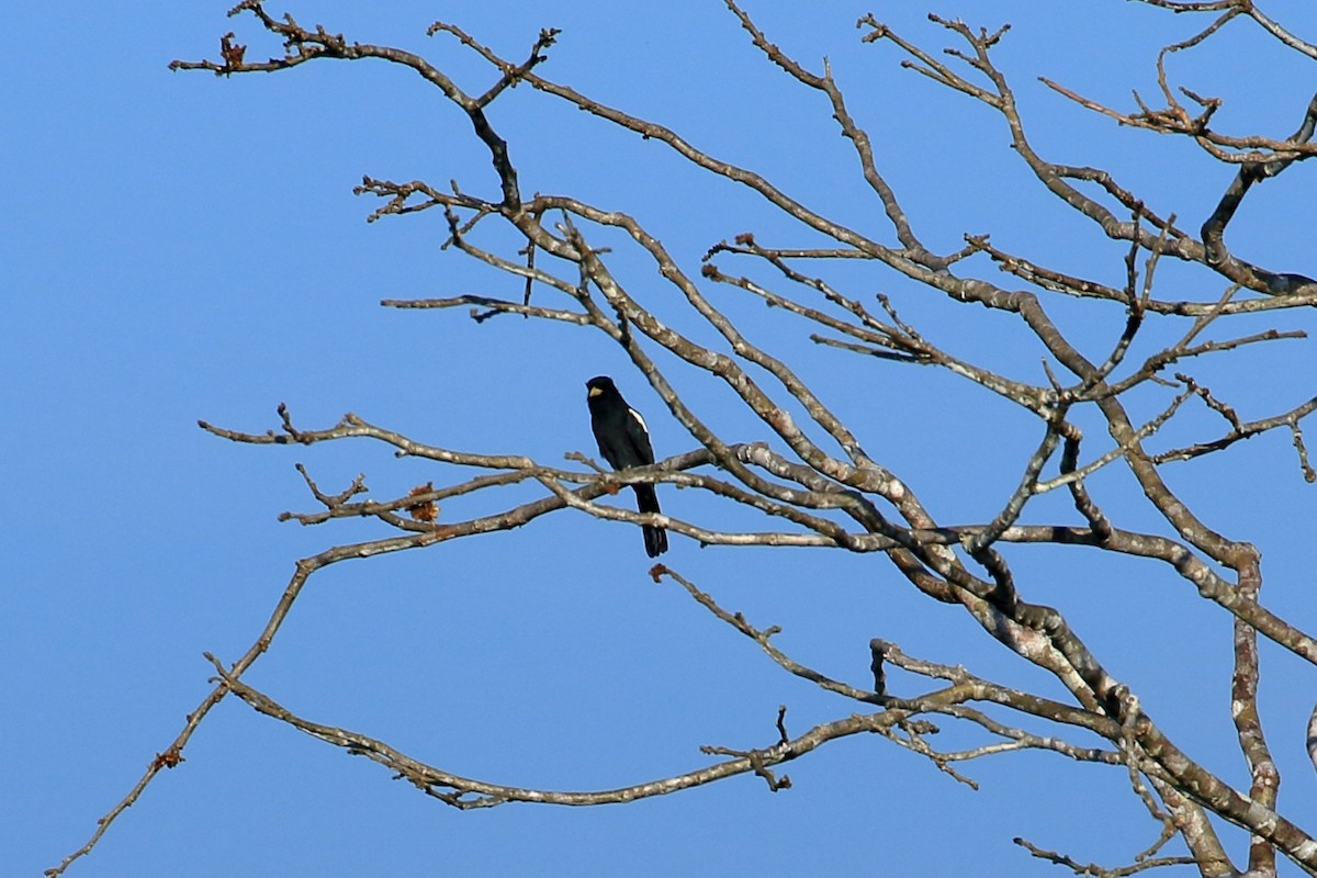 Yellow-billed Nunbird - ML625028756