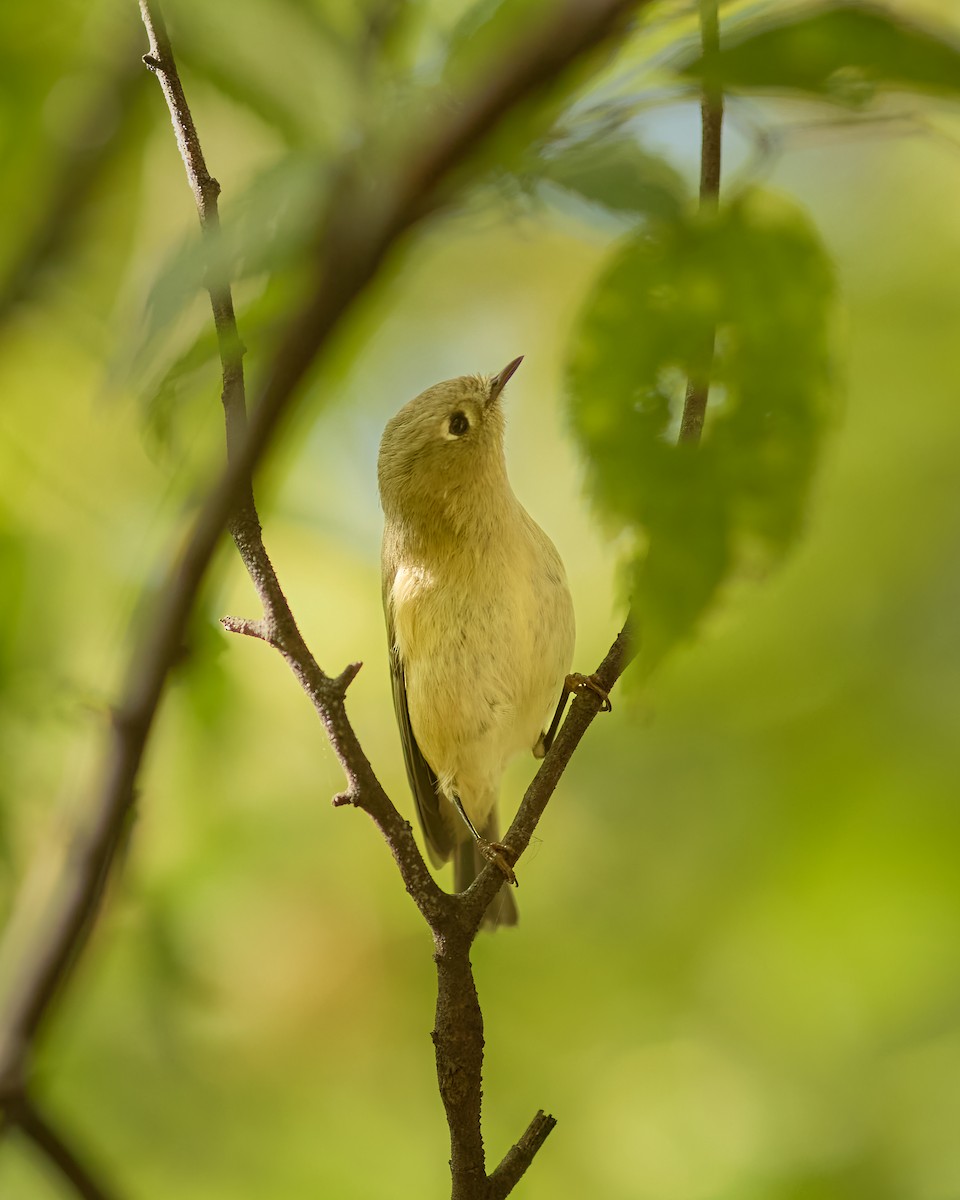 Ruby-crowned Kinglet - ML625028767