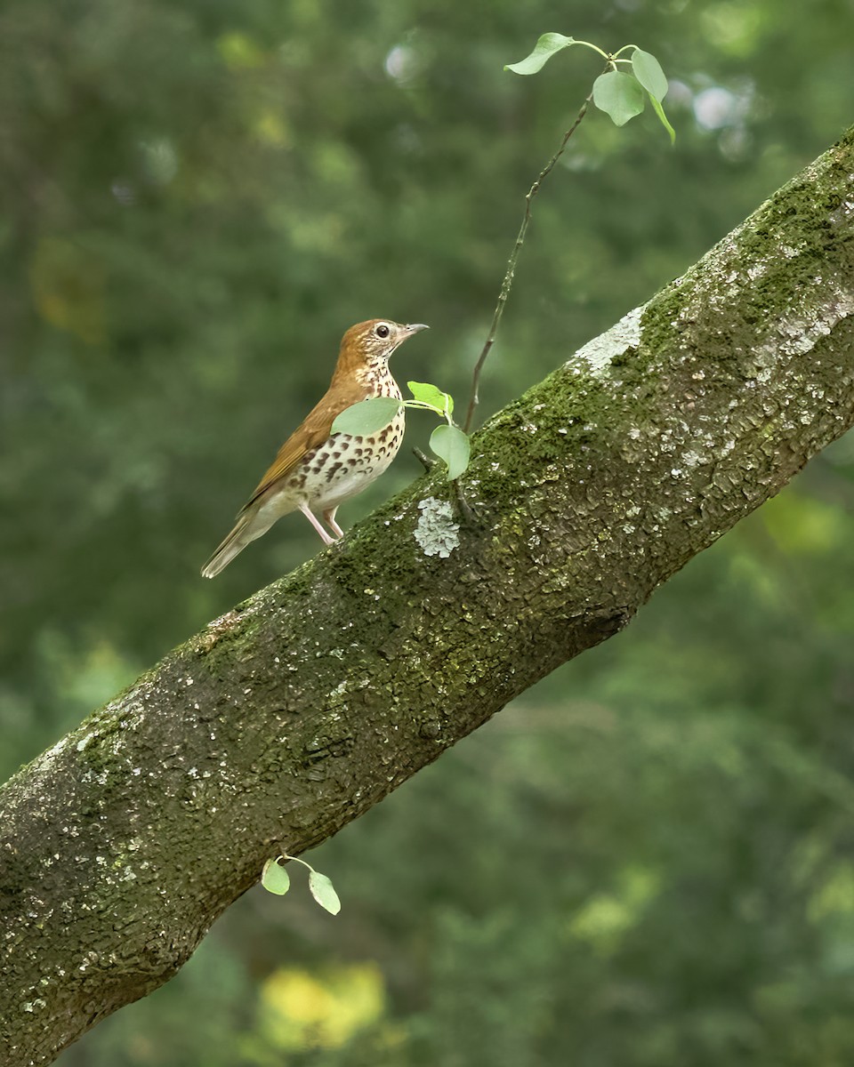 Wood Thrush - ML625028777