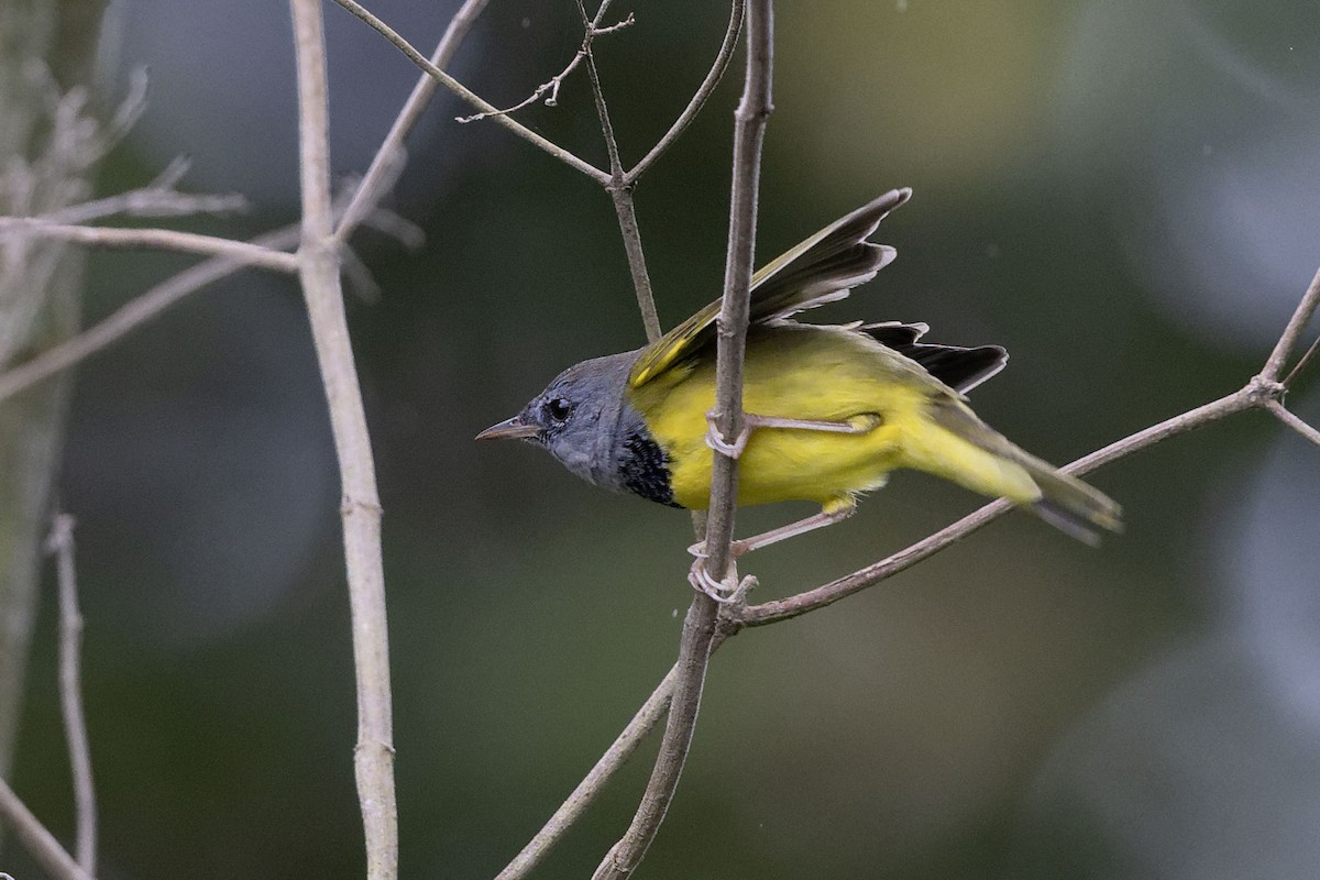 Mourning Warbler - ML625028781