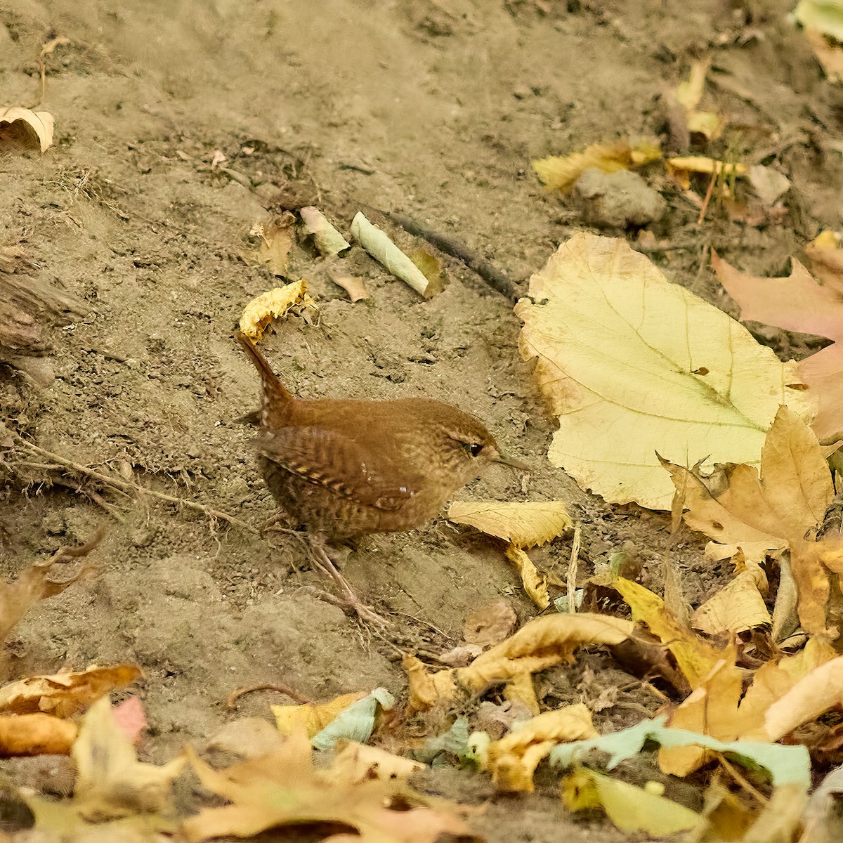 wren sp. - ML625028785