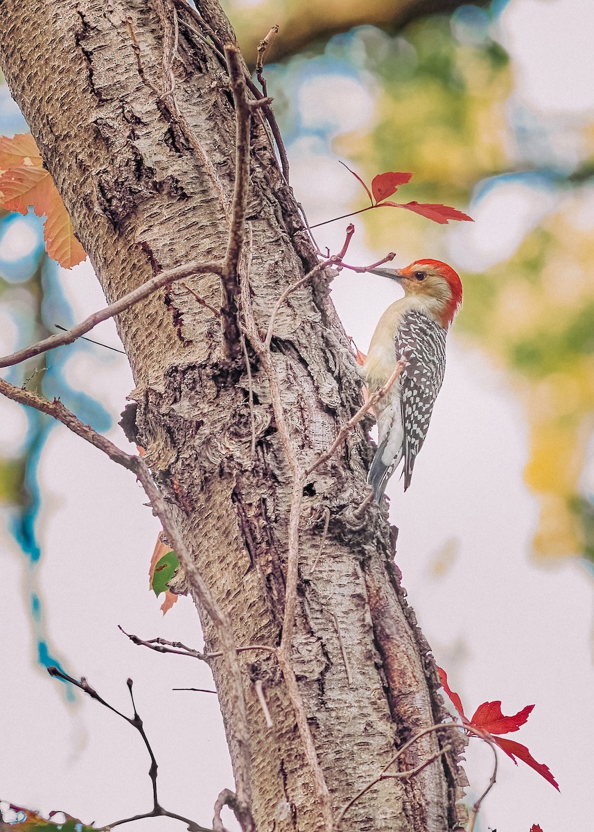 Red-bellied Woodpecker - ML625028795