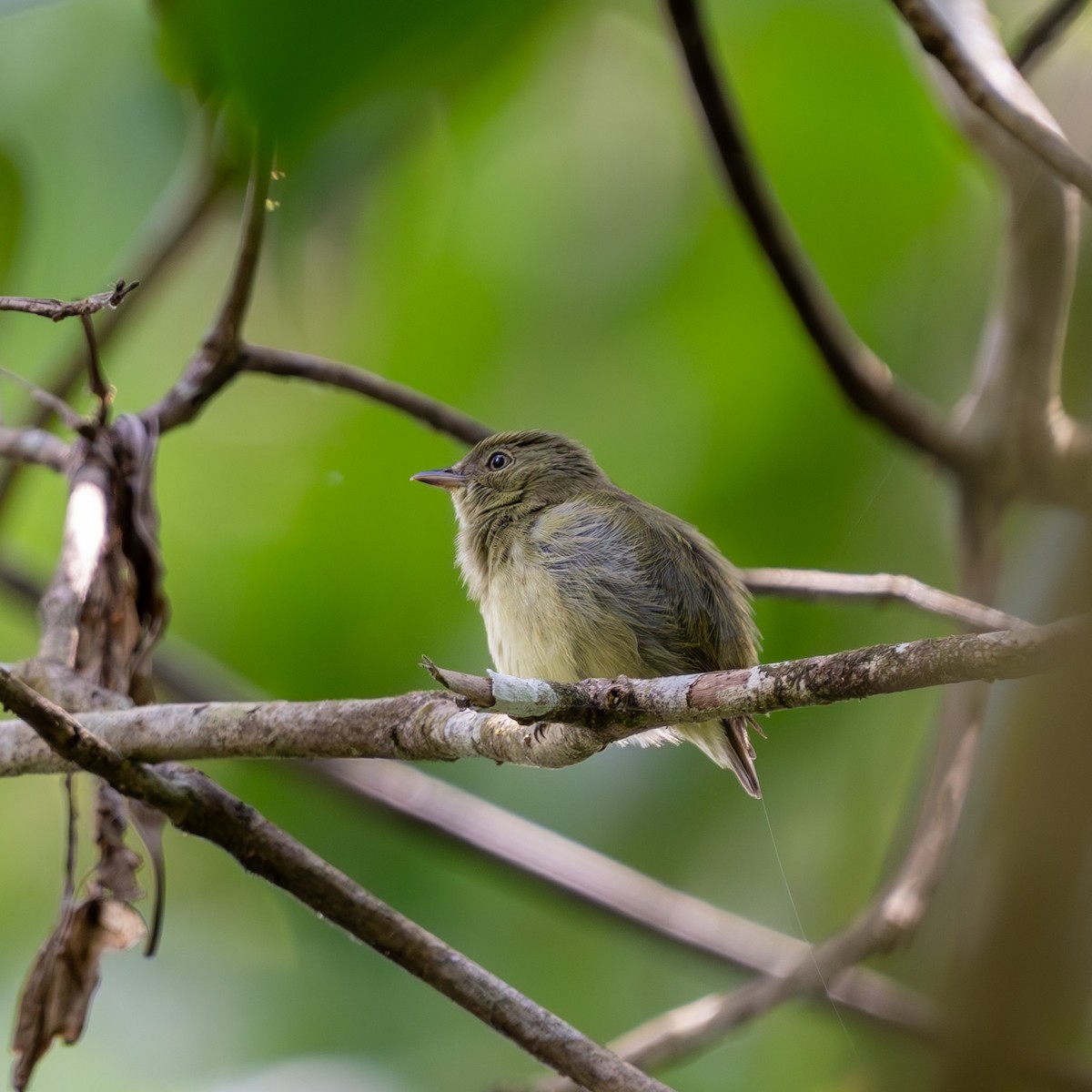 Dwarf Tyrant-Manakin - ML625028813