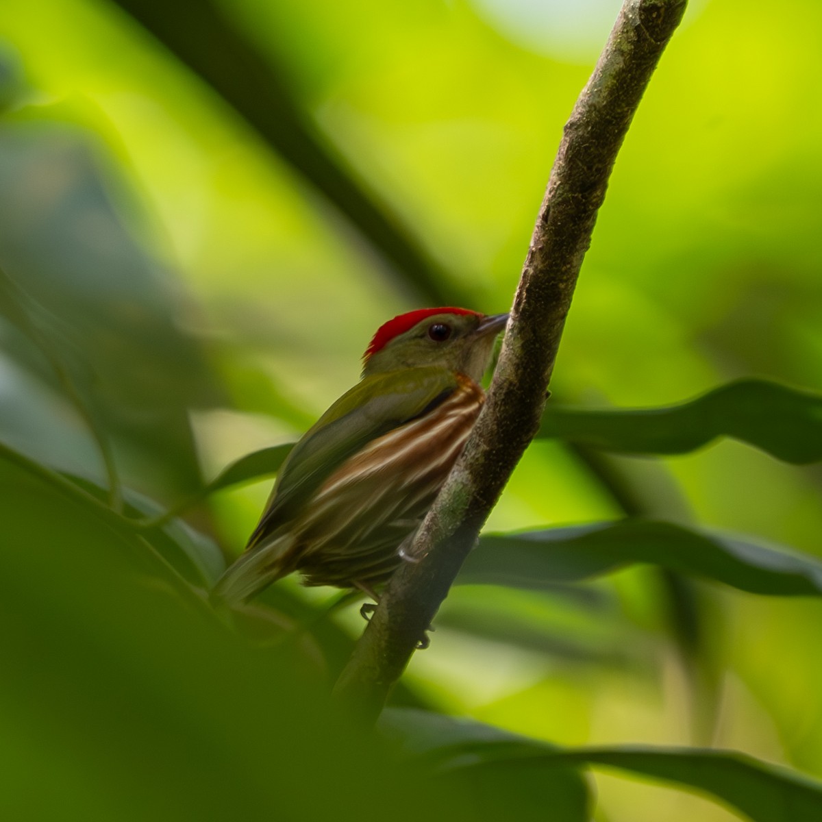 rødstripemanakin - ML625028815