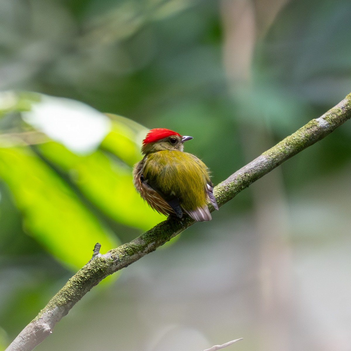 rødstripemanakin - ML625028816