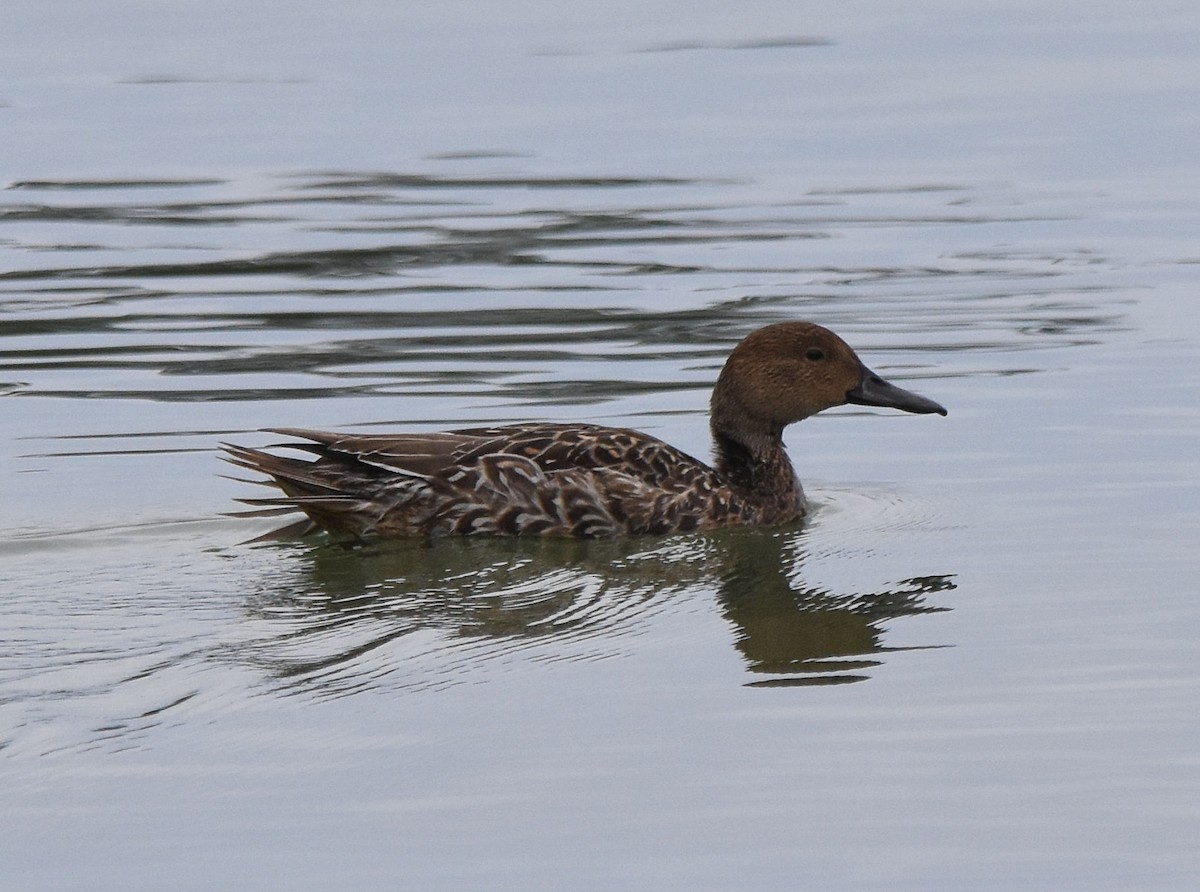 ostralka štíhlá - ML625028819