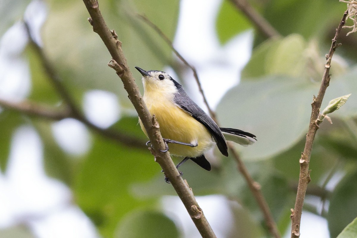 Creamy-bellied Gnatcatcher - ML625028837