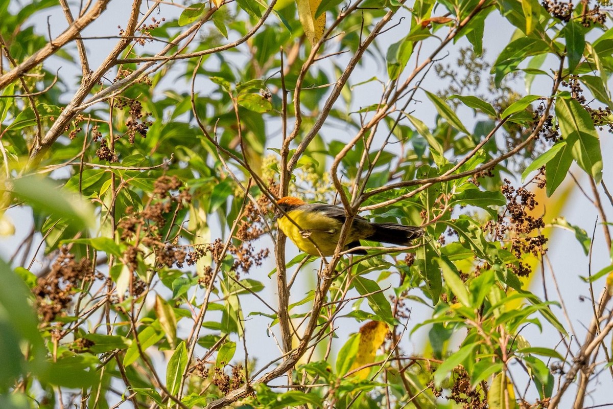 Yellow-breasted Brushfinch - ML625028841