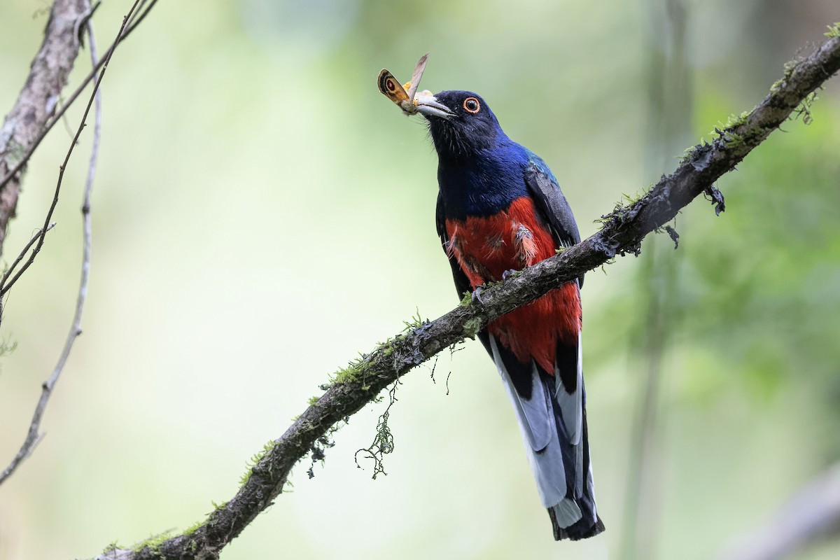 Surucua Trogon - ML625028861