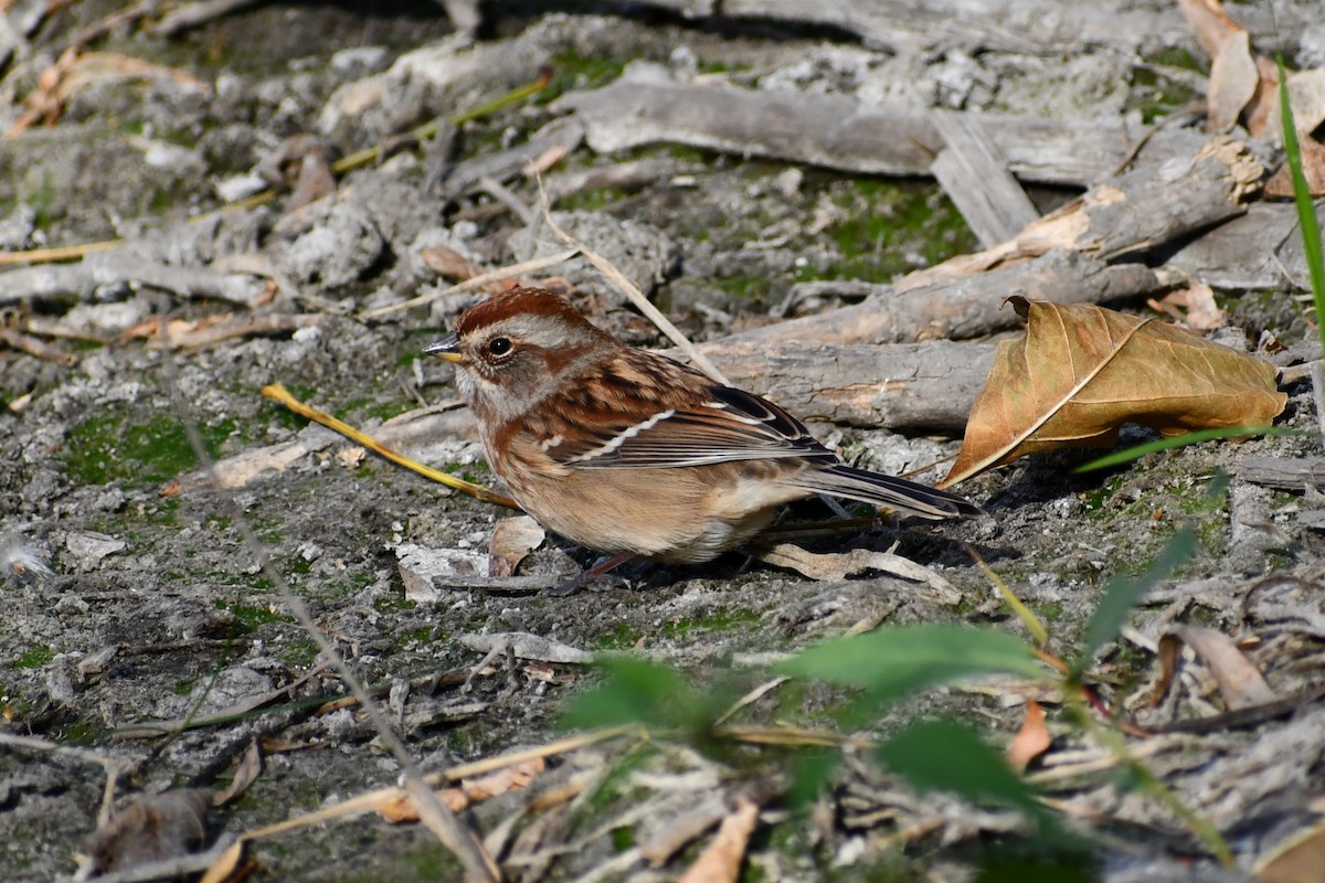 American Tree Sparrow - Austin Knight