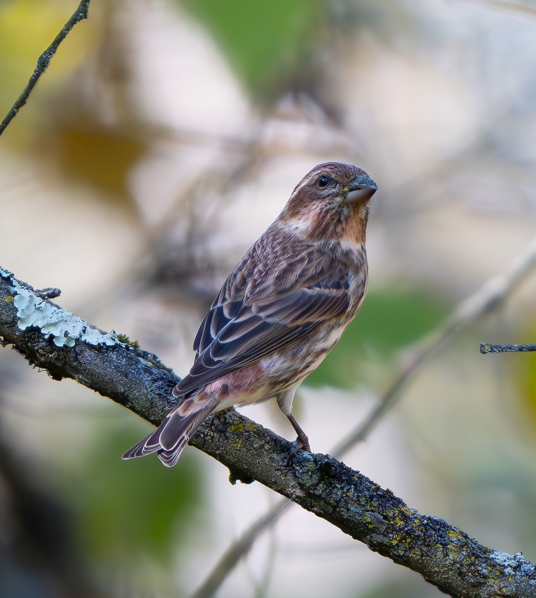 Purple Finch - ML625029035