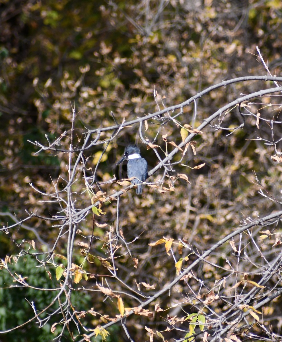 Martin-pêcheur d'Amérique - ML625029036