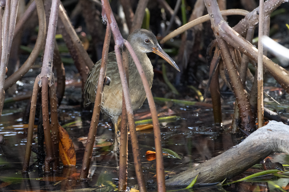 Clapper Rail - ML625029122