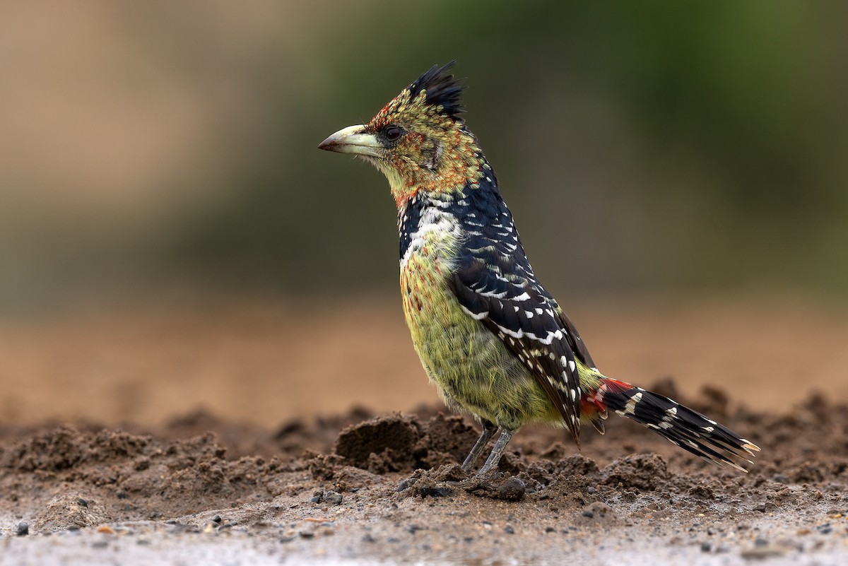 Crested Barbet - ML625029188