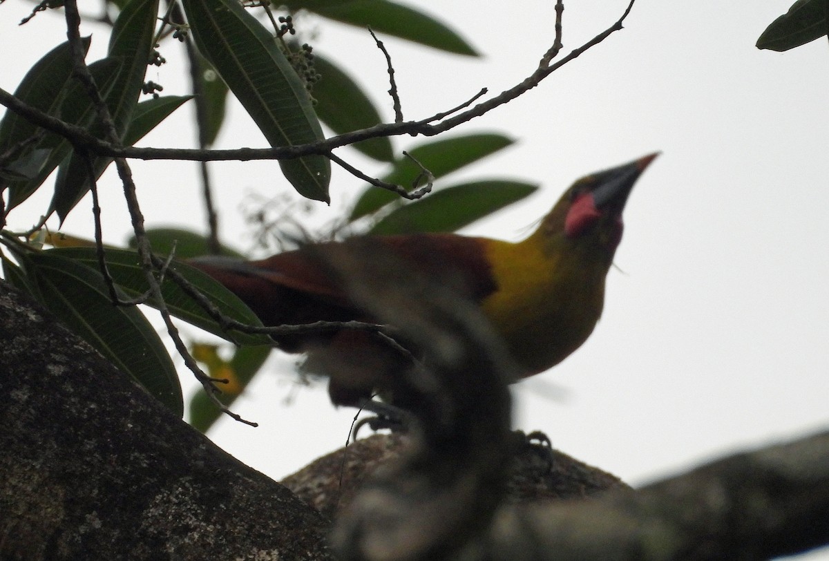 Olive Oropendola - ML625029241