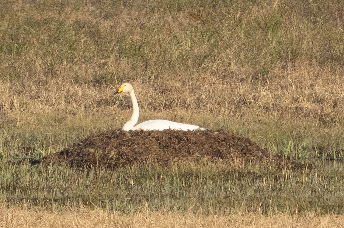 Гангар хун - ML625029243