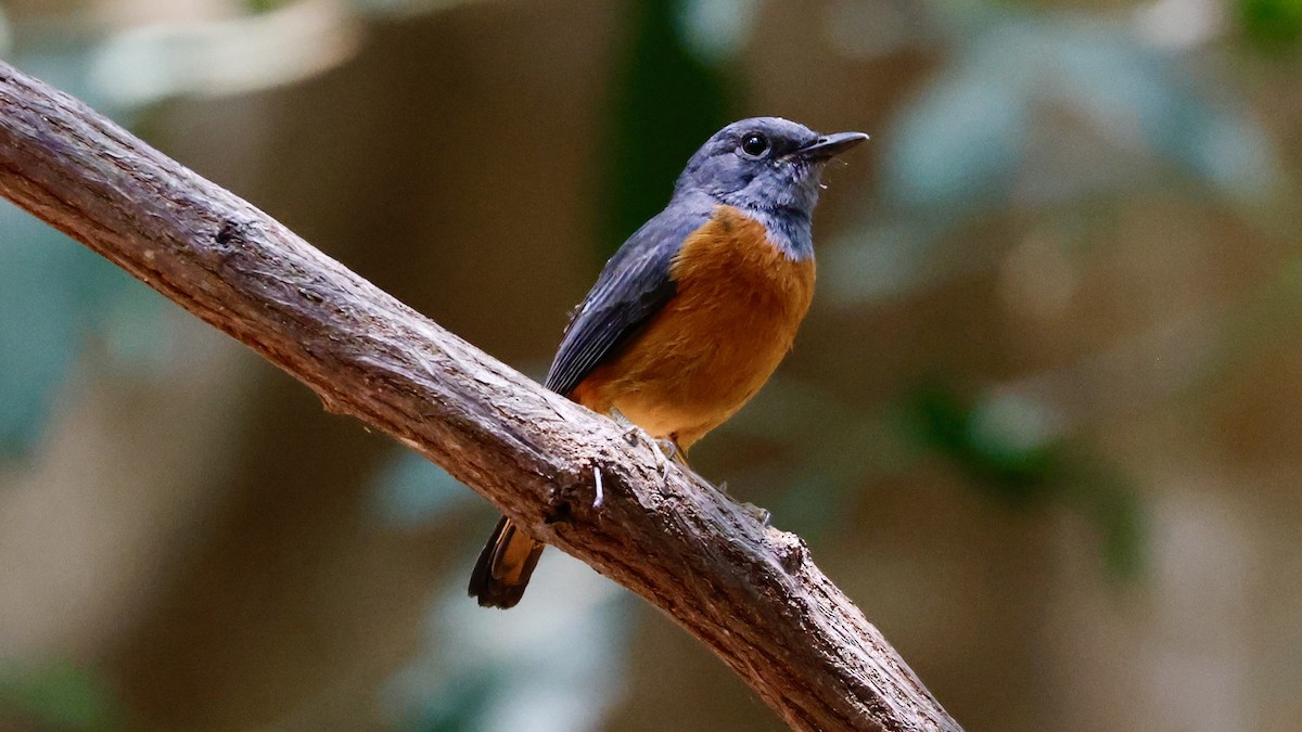 Amber Mountain Rock-Thrush - ML625029245