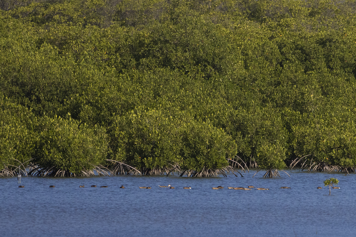 White-cheeked Pintail - ML625029260