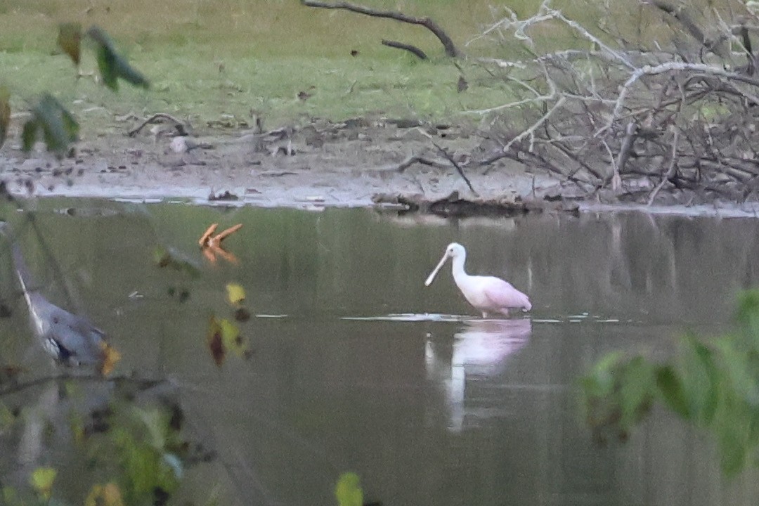 Roseate Spoonbill - ML625029348