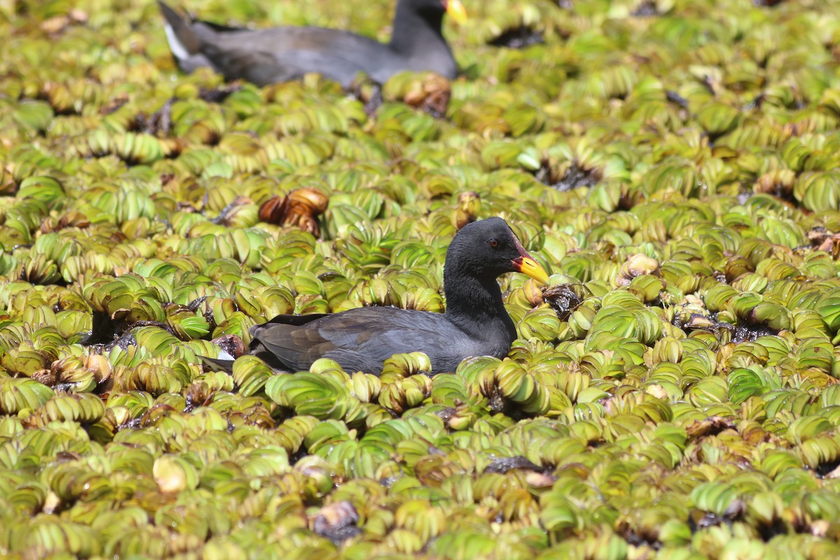 Red-fronted Coot - ML625029435