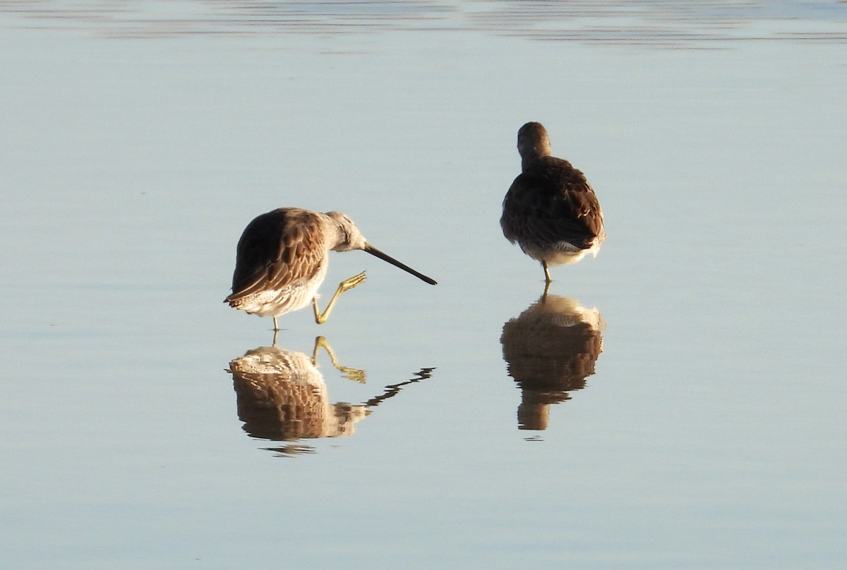 Long-billed Dowitcher - ML625029561