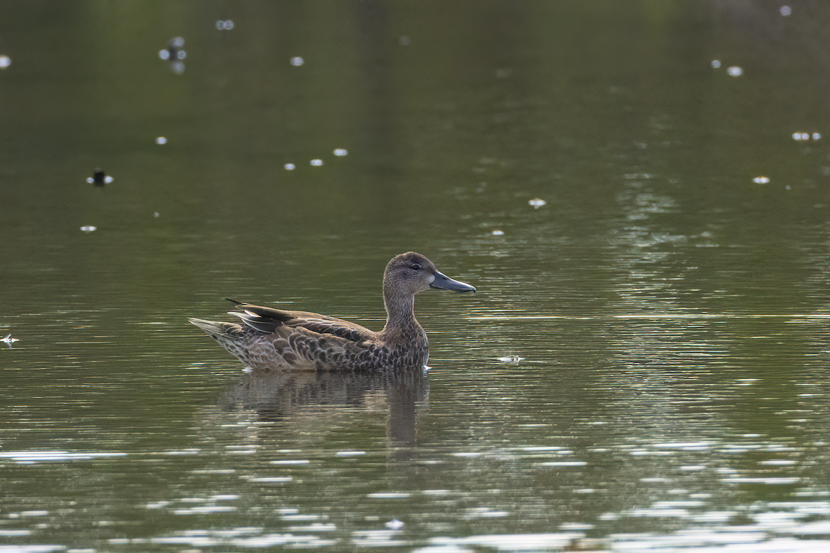 Blue-winged Teal - ML625029564