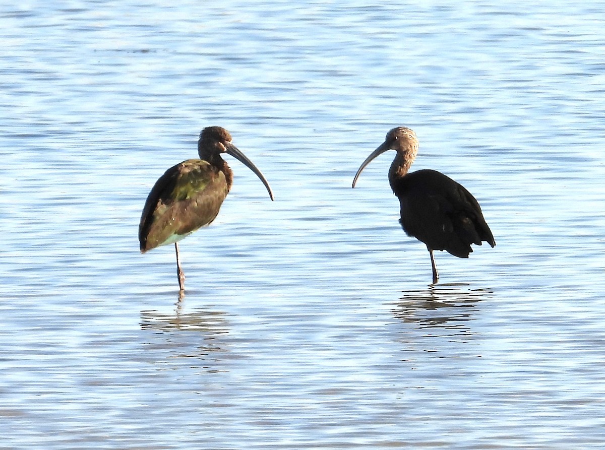 White-faced Ibis - ML625029635