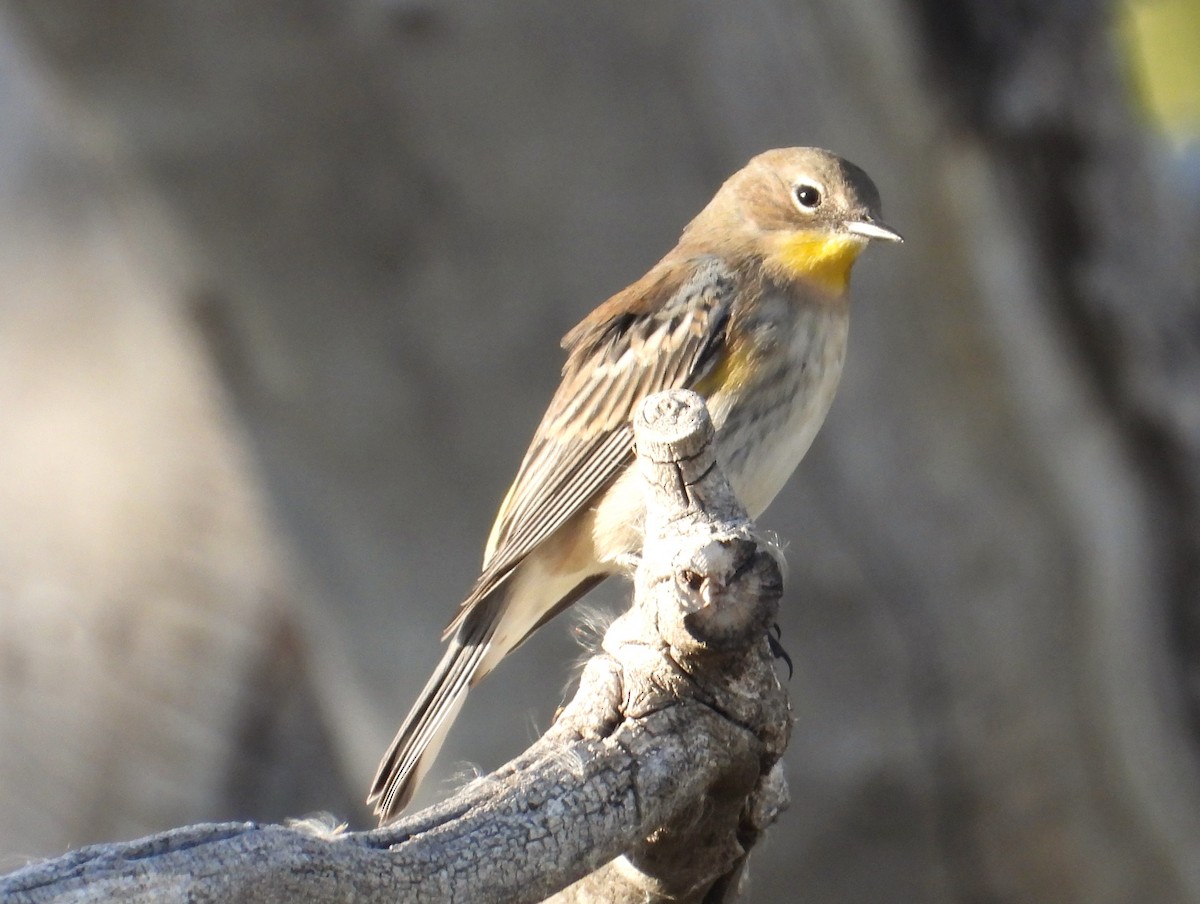 Yellow-rumped Warbler (Audubon's) - ML625029674