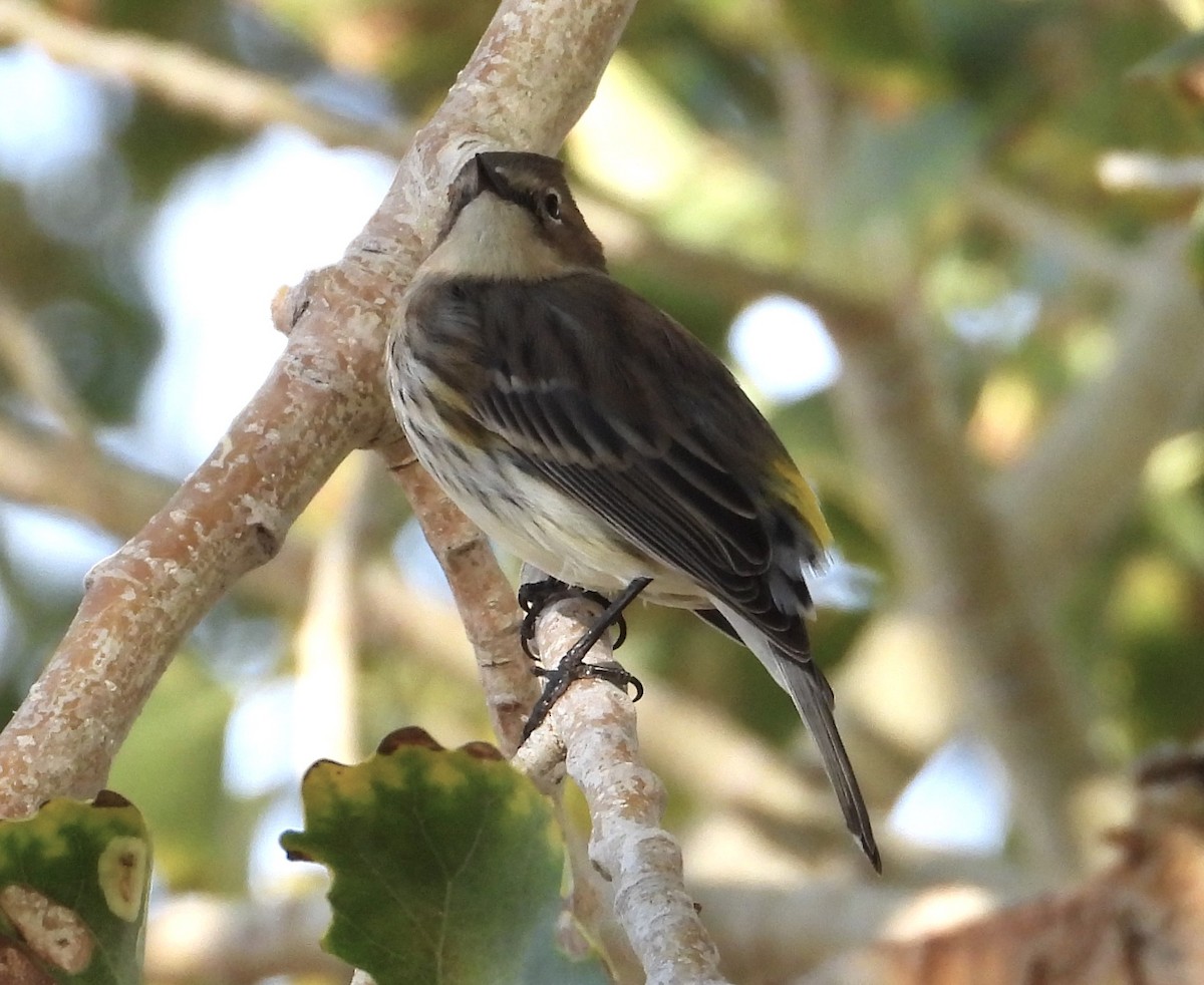Yellow-rumped Warbler (Myrtle) - ML625029683