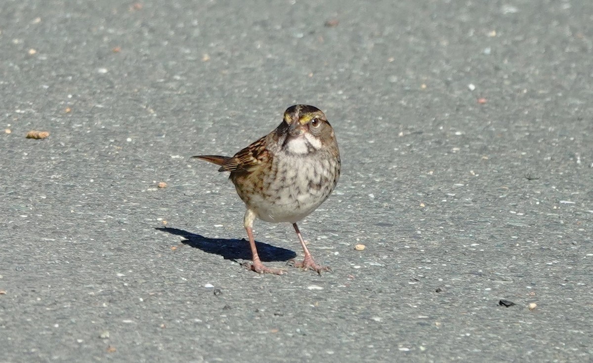 White-throated Sparrow - ML625029686