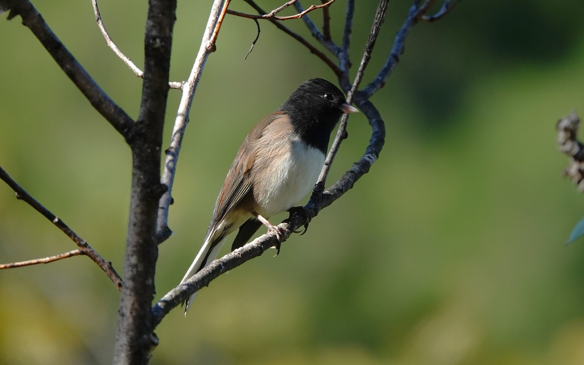 Dark-eyed Junco - ML625029701