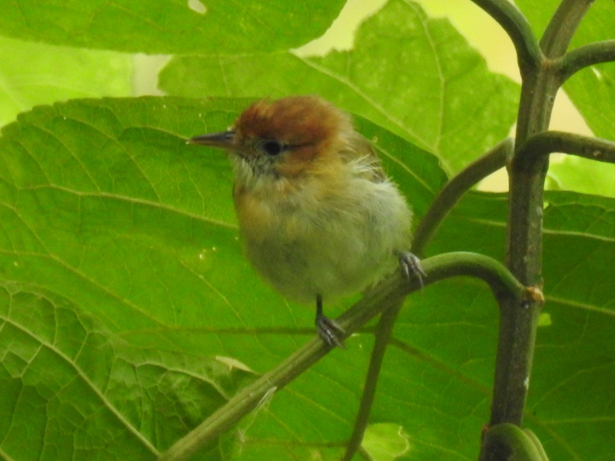 Rufous-naped Greenlet - ML625029816