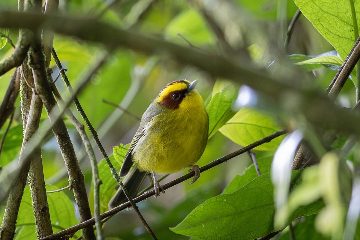 Golden-browed Warbler - ML625030071