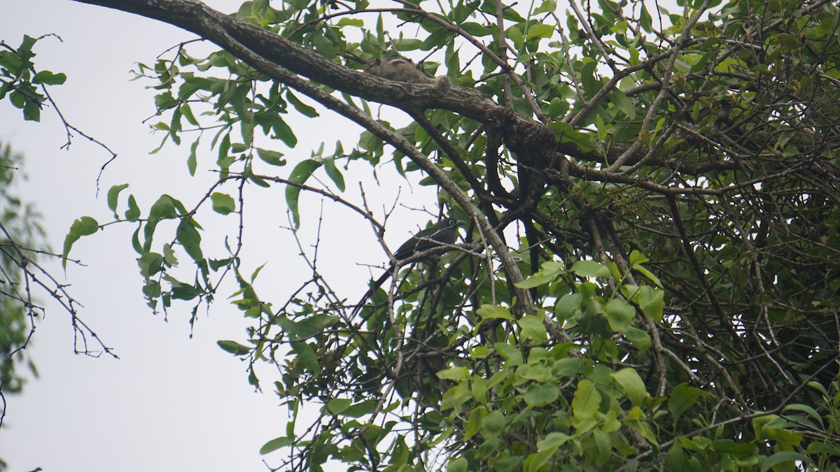 Blue-faced Malkoha - ML625030074