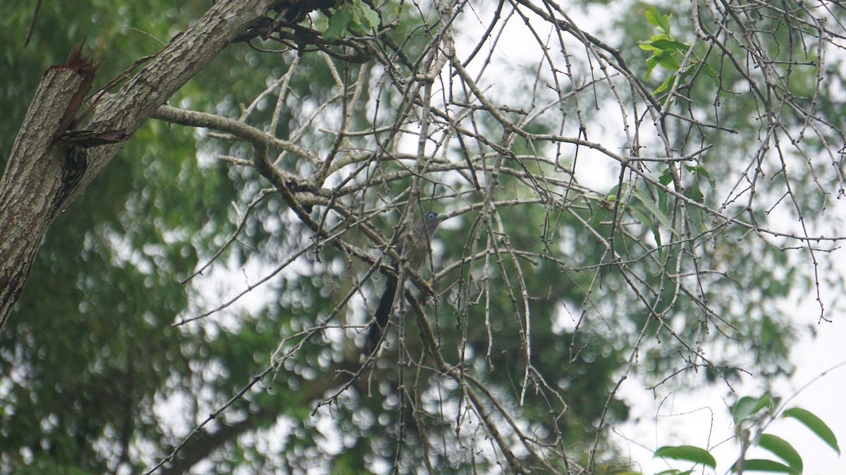 Blue-faced Malkoha - ML625030079