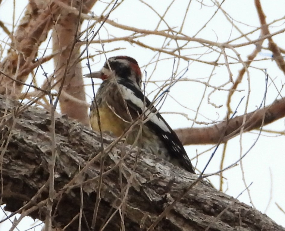Red-naped Sapsucker - ML625030244
