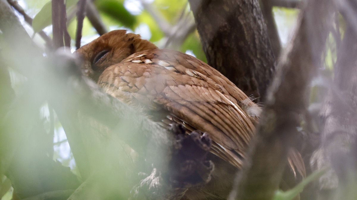 Madagascar Scops-Owl (Torotoroka) - ML625030290