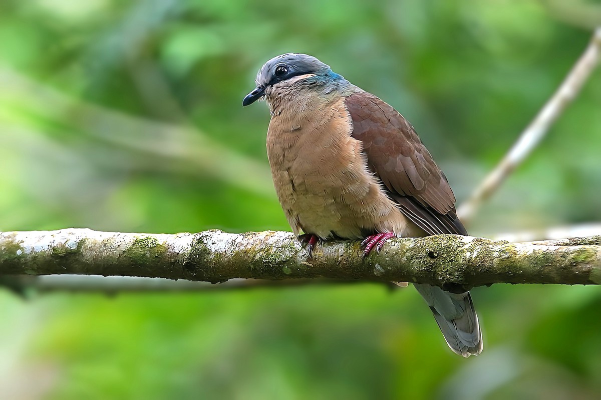 White-eared Brown-Dove (Buff-eared) - ML625030389