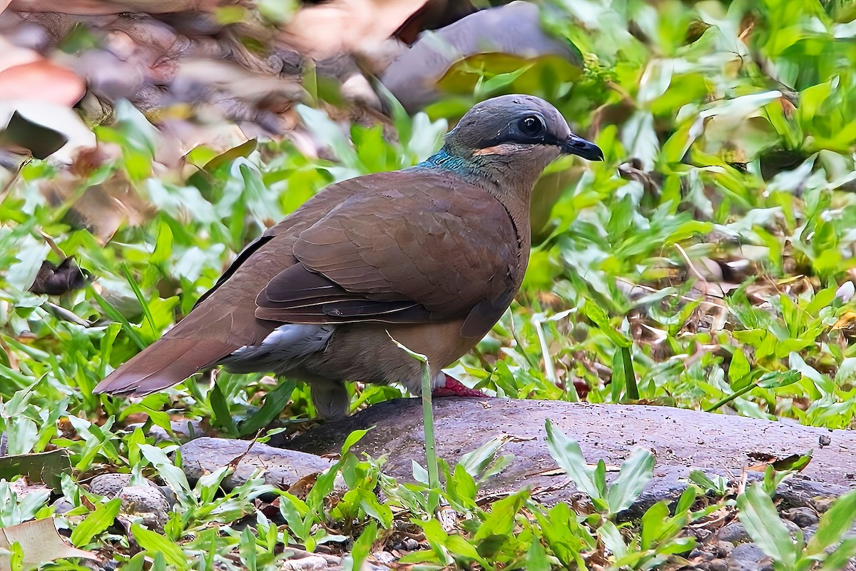 White-eared Brown-Dove (Buff-eared) - ML625030390