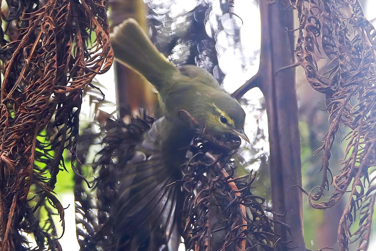 Lemon-throated Leaf Warbler - ML625030406