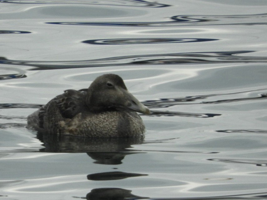 kajka mořská - ML625030598