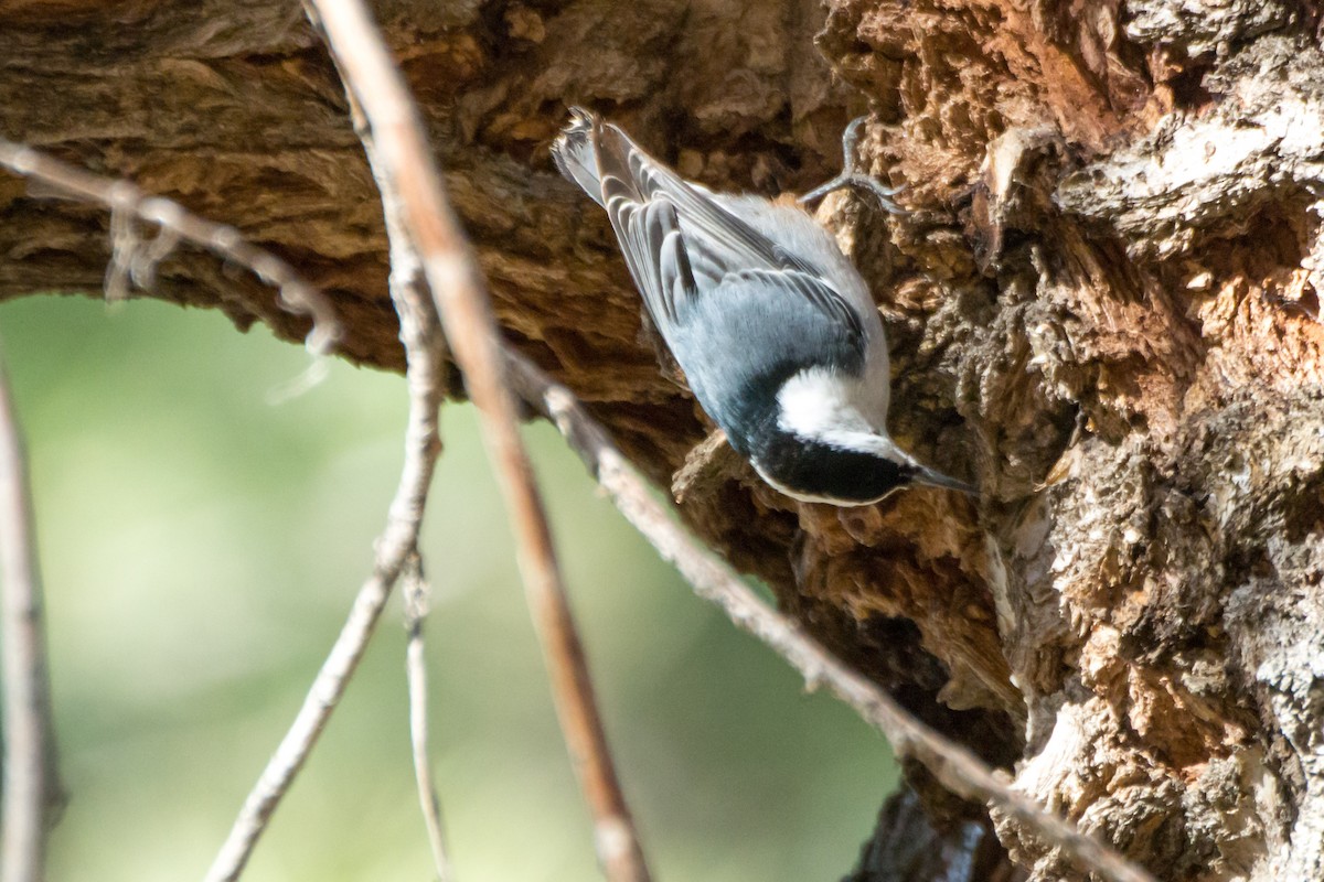 White-breasted Nuthatch - ML625030809