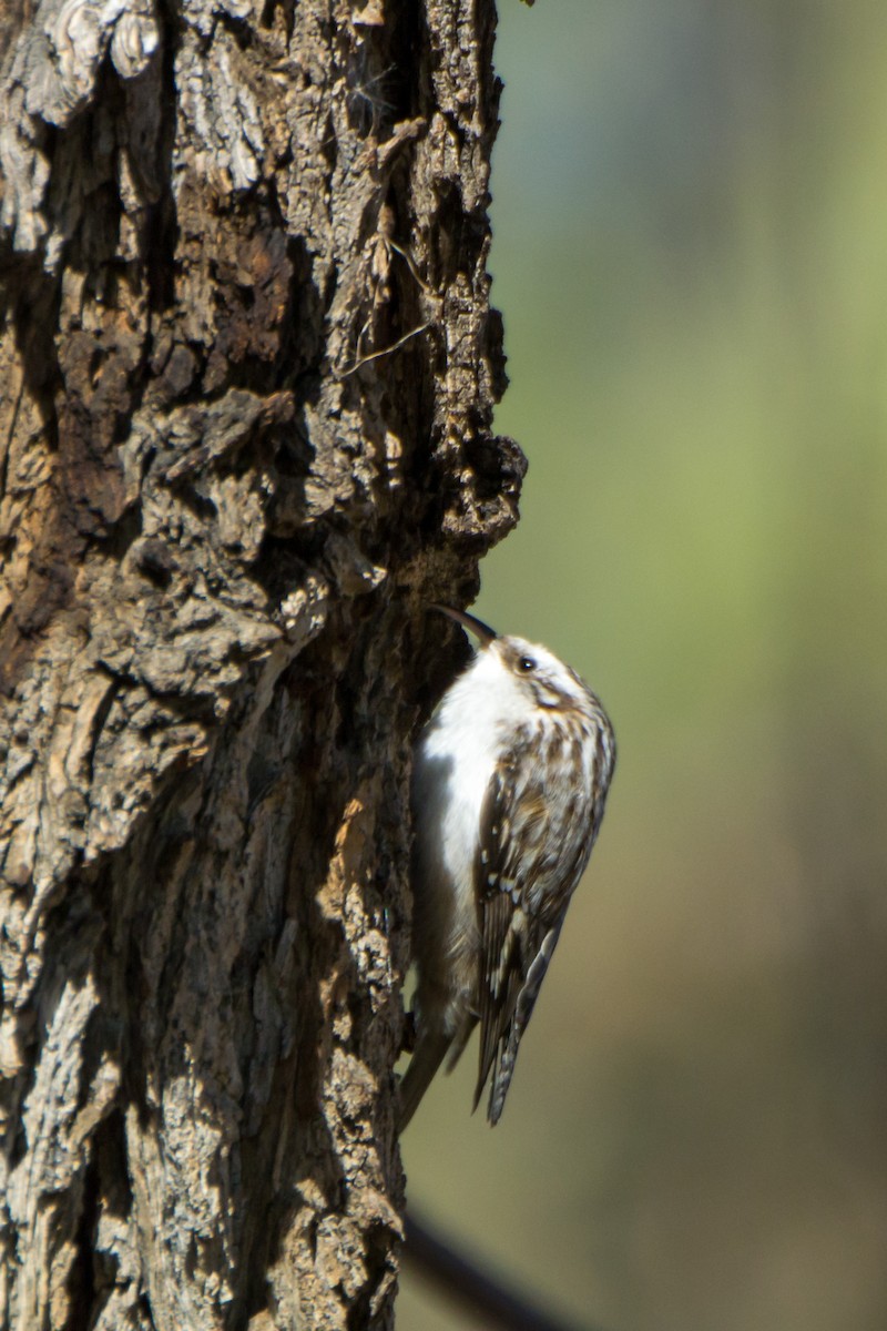 Brown Creeper - ML625030820