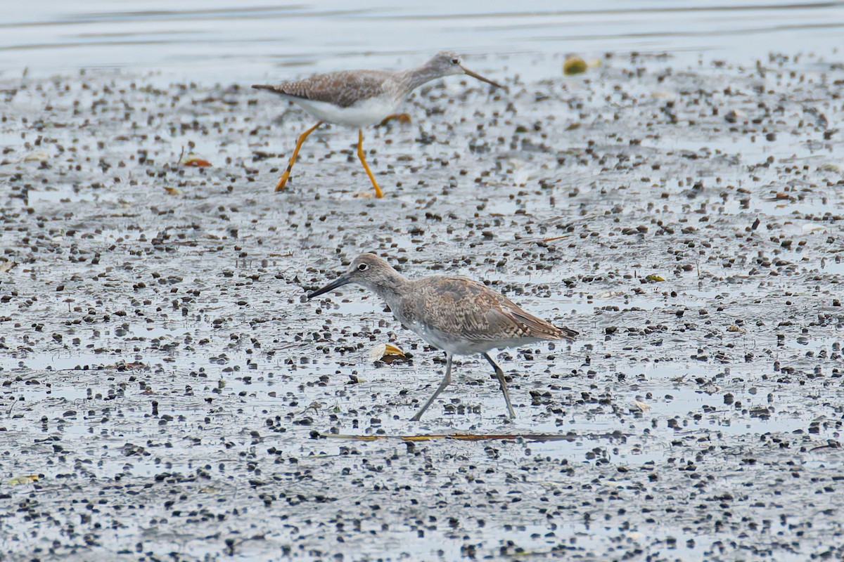 Willet - ML625030838