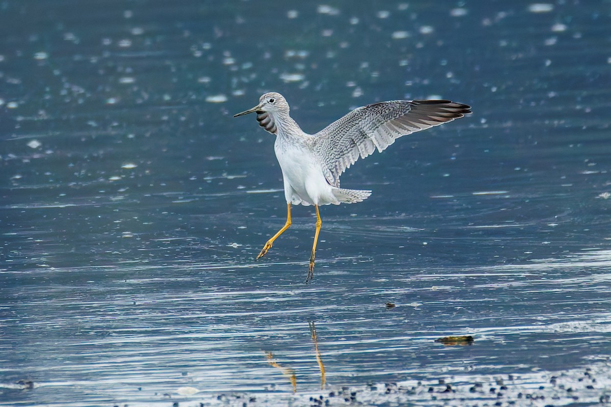 Greater Yellowlegs - ML625030840