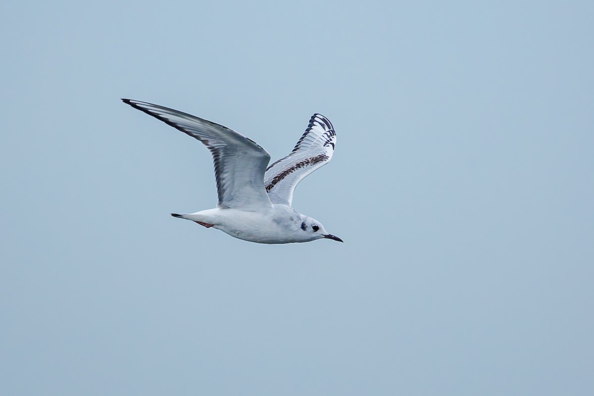 Bonaparte's Gull - ML625030845