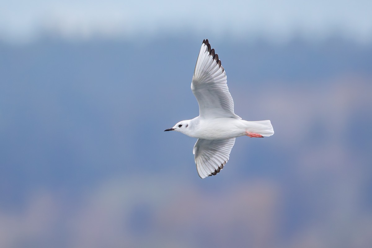 Bonaparte's Gull - ML625030846