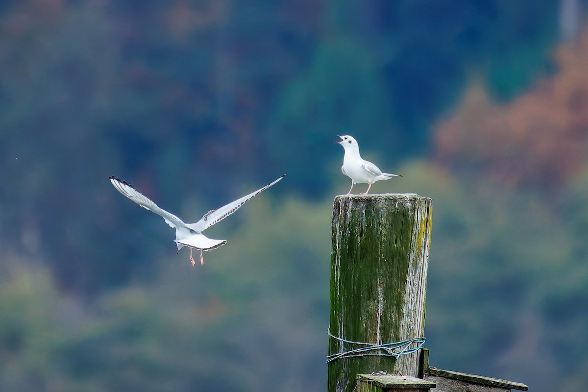 Bonaparte's Gull - ML625030847