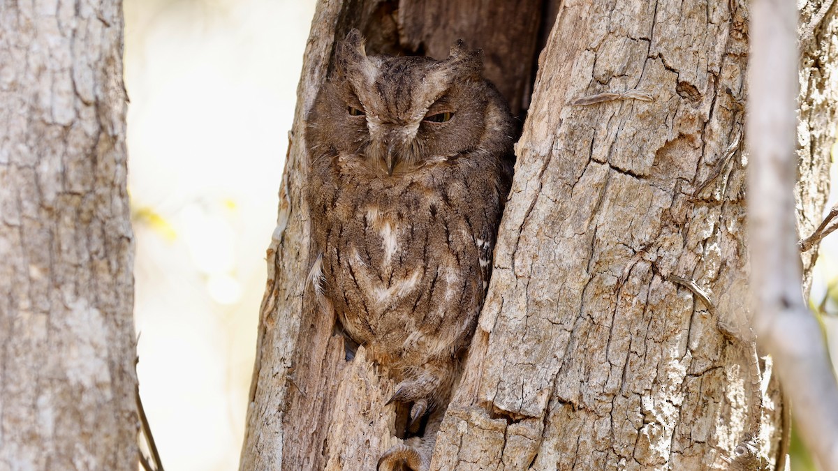 Madagascar Scops-Owl (Torotoroka) - ML625030910