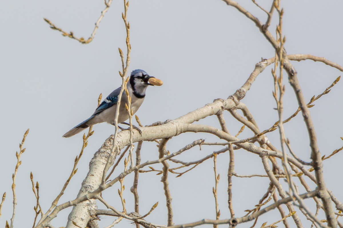 Chara Azul - ML625030917
